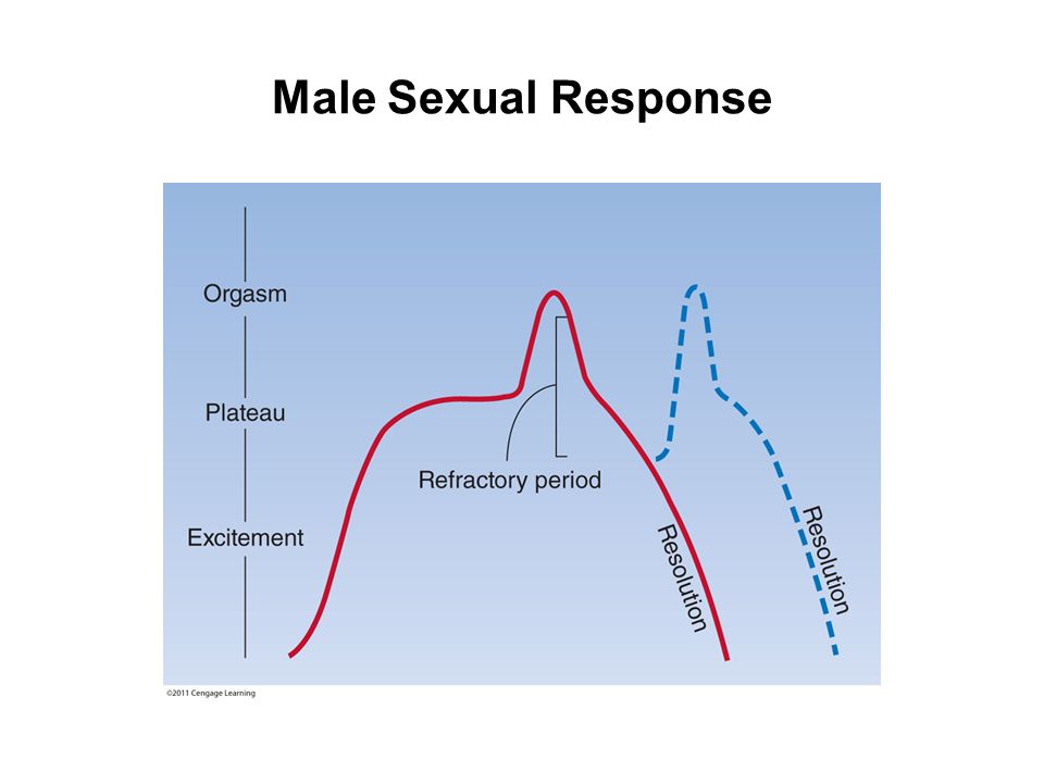 Human Sexuality And Human Sexual Response Cycle