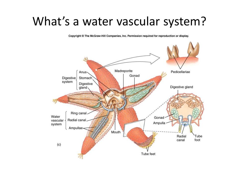 What’s a water vascular system