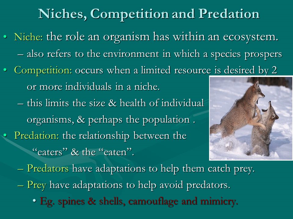 Niches, Competition and Predation