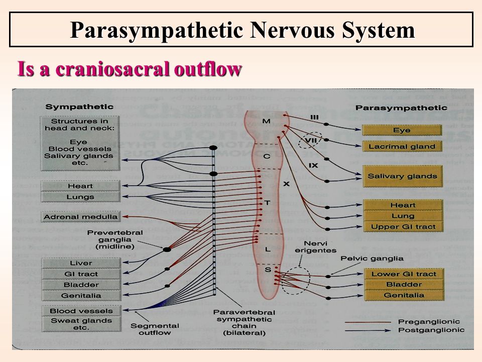 Где расположены вегетативные симпатические нейроны. Симпатическая и парасимпатическая нервная система. Автономная нервная система.