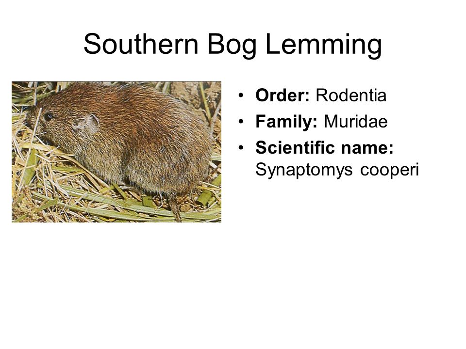 Southern Bog Lemming (Mammals of Wisconsin) · iNaturalist