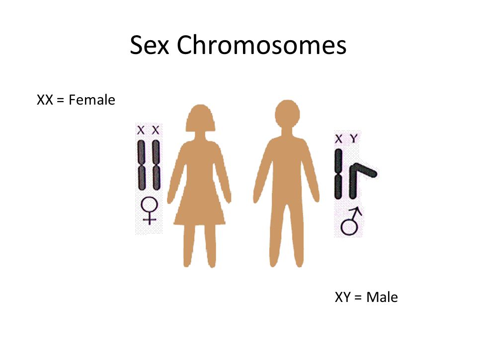 Смешанный пол человека. XX XY хромосомы.