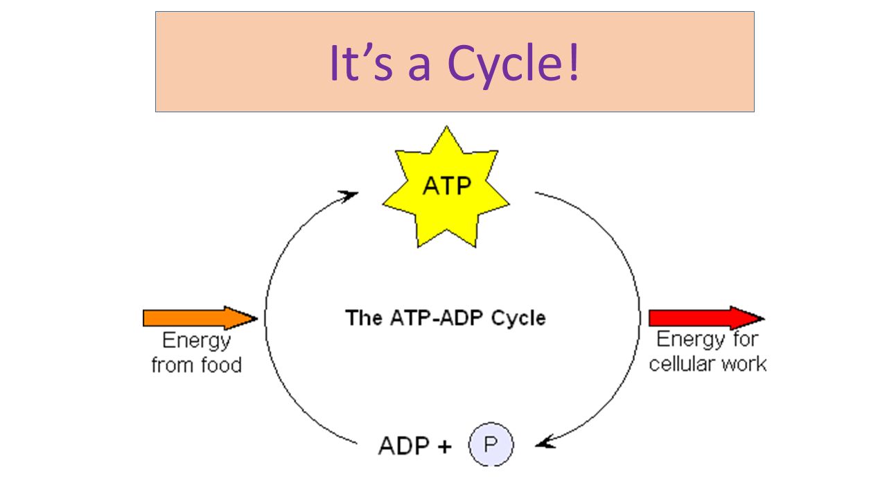 Adp mobile. ATP ADP. ATP Cycle. Цикл ATP ADP. АТР-цикл.