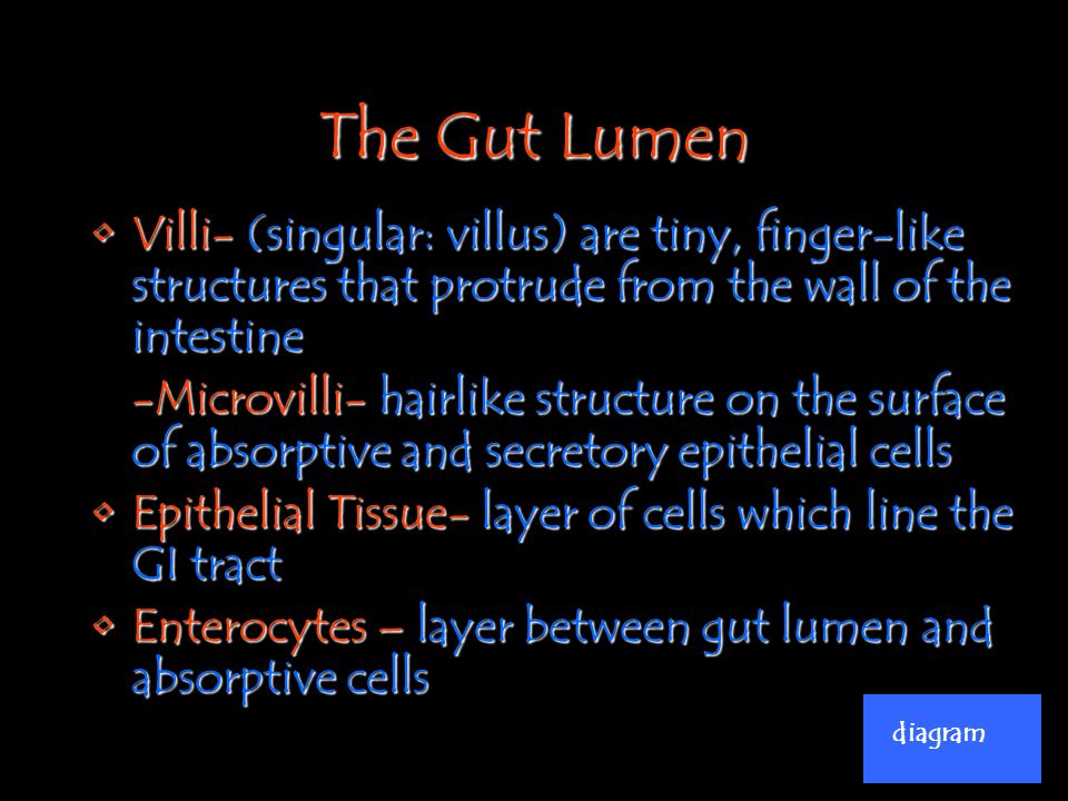 The Gut Lumen Villi- (singular: villus) are tiny, finger-like structures that protrude from the wall of the intestine.