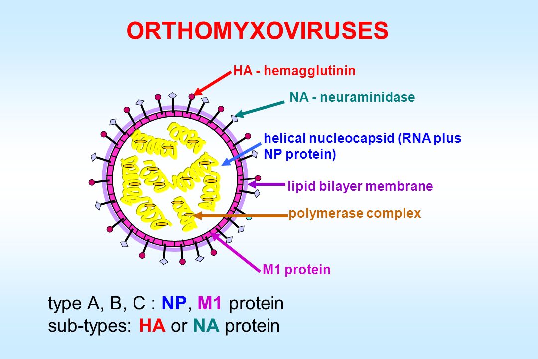 Нейраминидаза вируса гриппа. Ортомиксовирусы микробиология. Orthomyxoviridae строение вириона. Нейраминидаза ортомиксовирусов.
