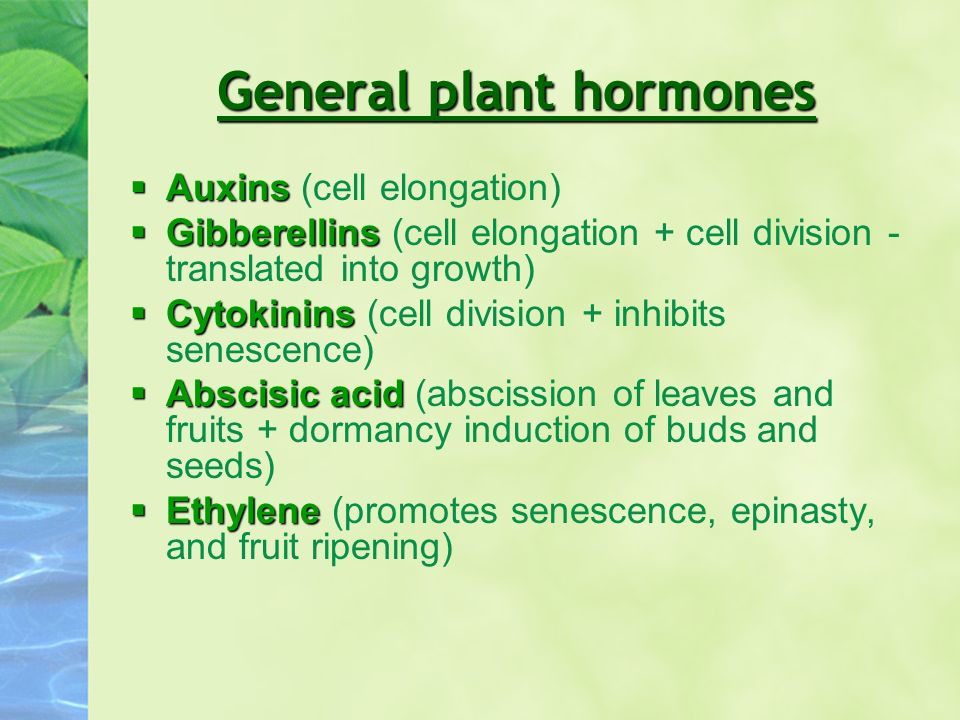 PLANT HORMONES. - ppt download