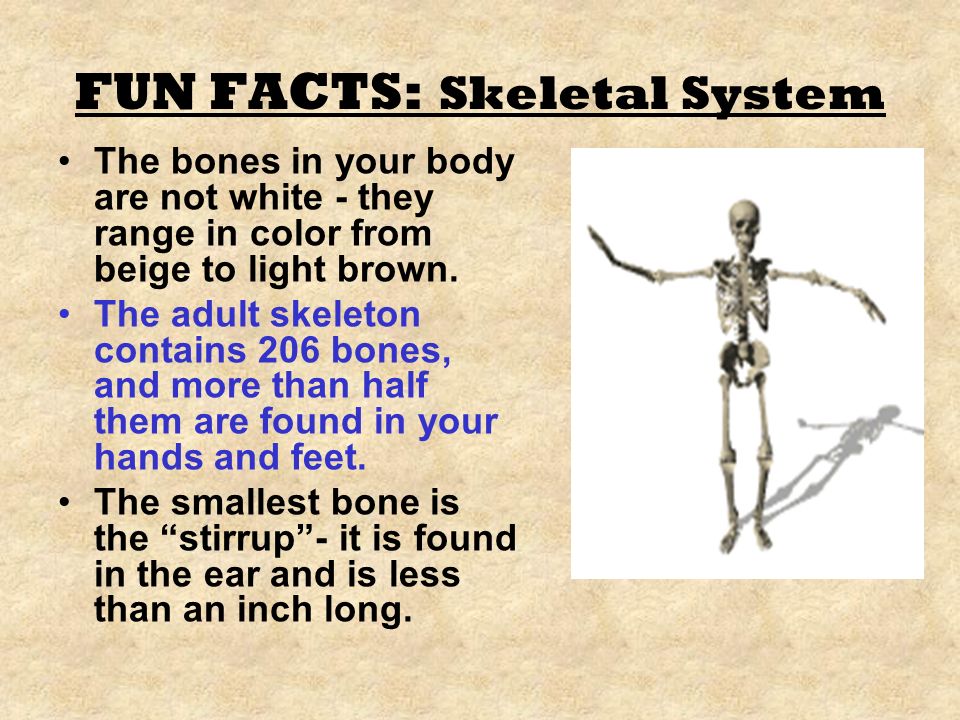 Six fun facts about the human skeleton