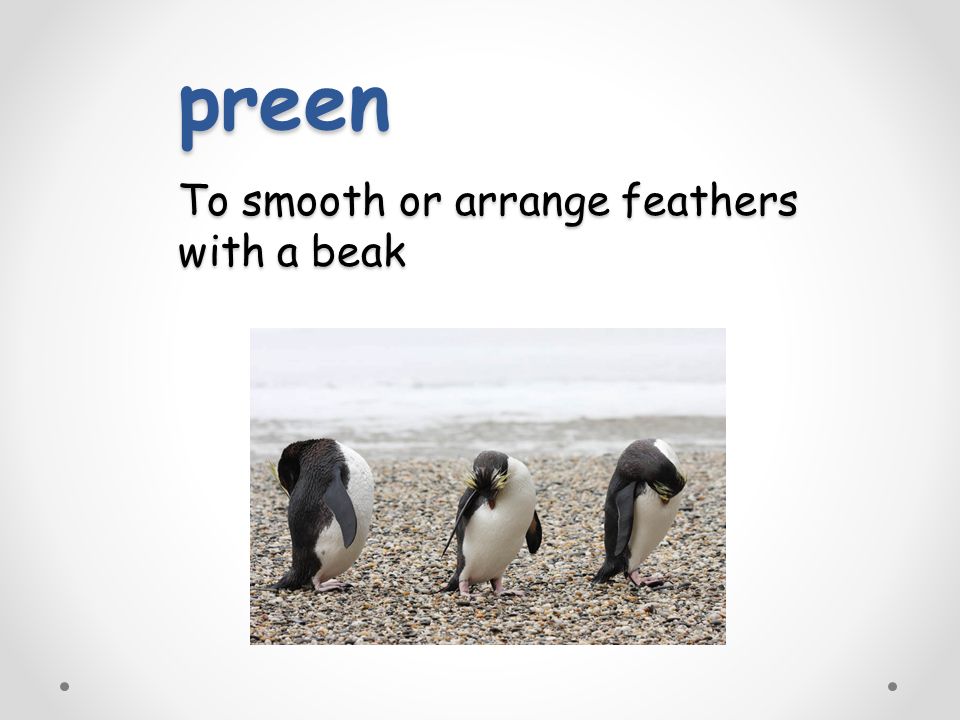 Penguin Chick By Betty Tatham. fierce Something that is fierce is very  strong or violent. The fierce wind blew a tree down. What word means the  opposite. - ppt download