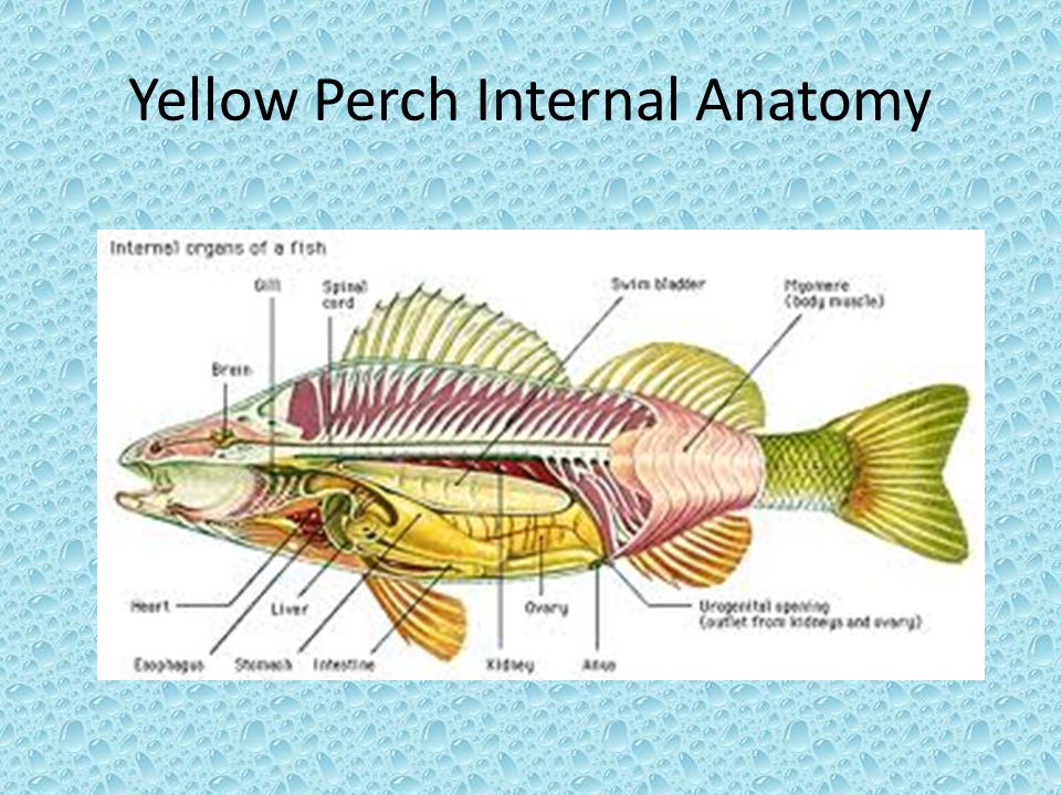 Yellow Perch Internal Anatomy.
