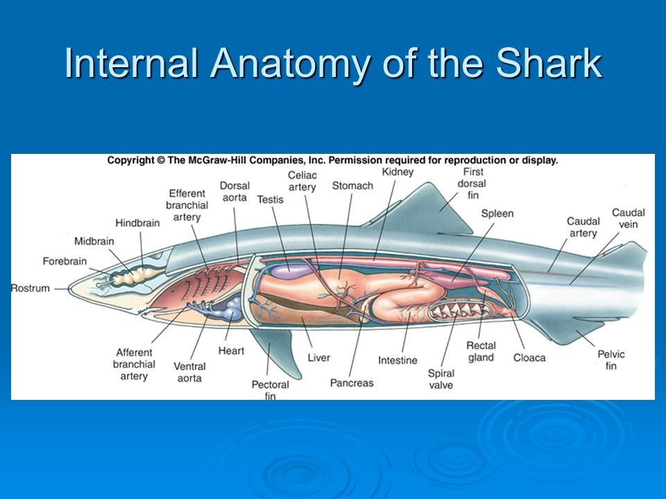 Внутреннее строение акулы. Пищеварительная система акулы. Анатомия пищеварительной системы акулы. Строение акулы.