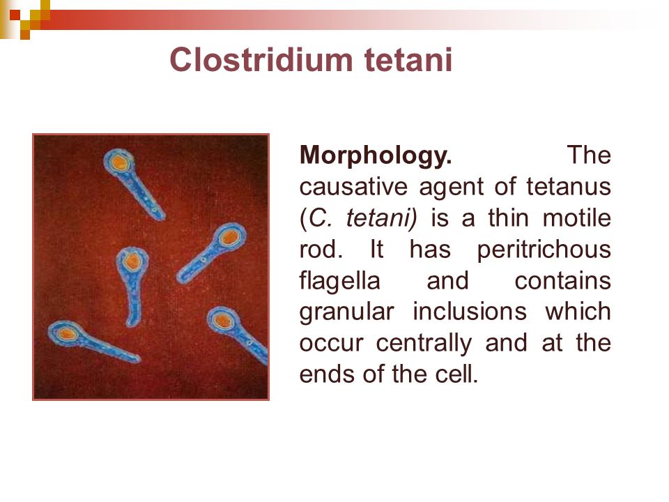 Кластридии. Clostridium tetani номенклатура.