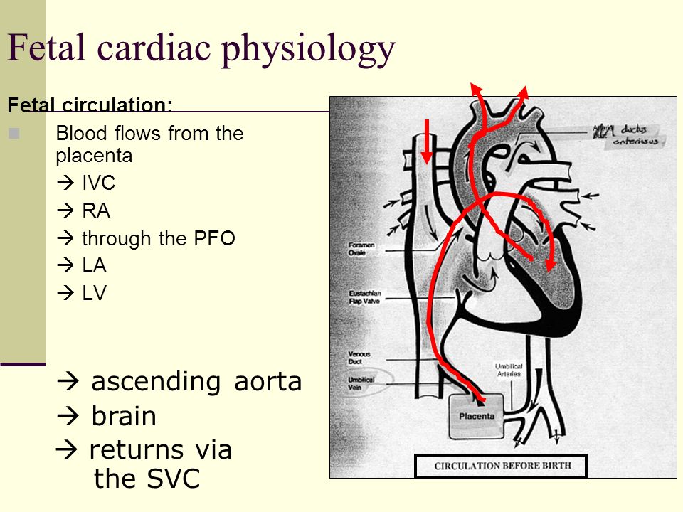 Mike Haines, Mph, Rrt-nps, Ae-c - Ppt Video Online Download