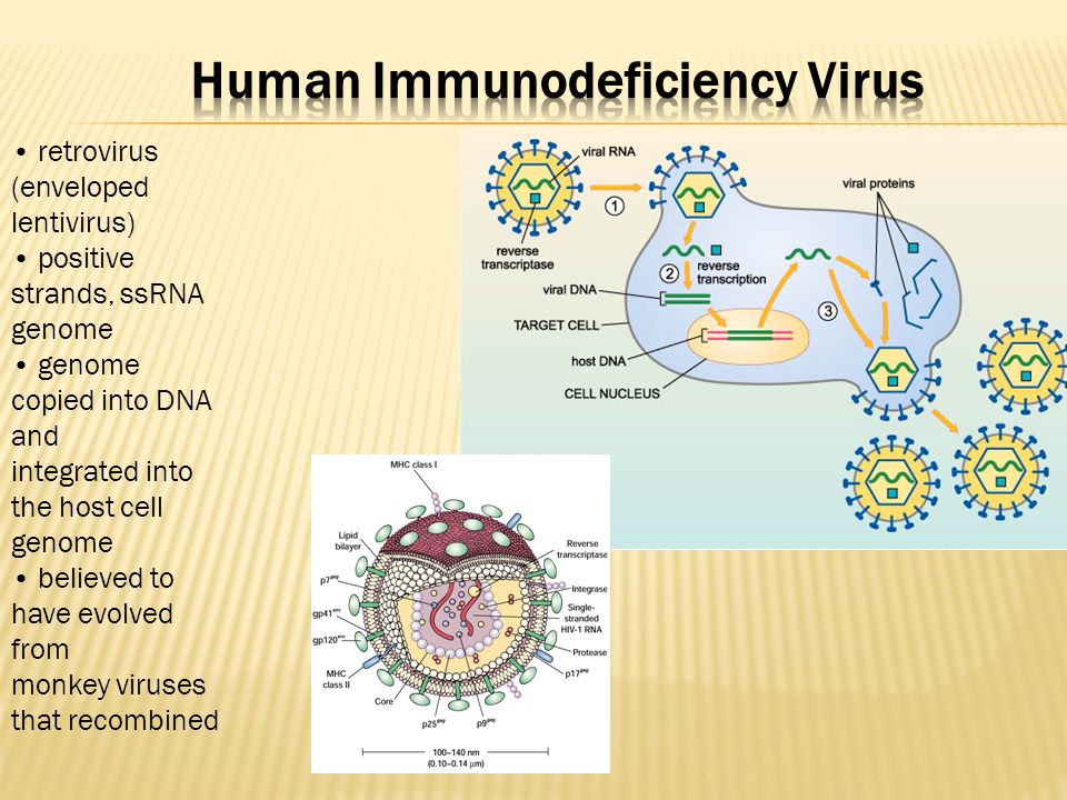 Core Structure of gp41 from the HIV Envelope Glycoprotein - ppt download