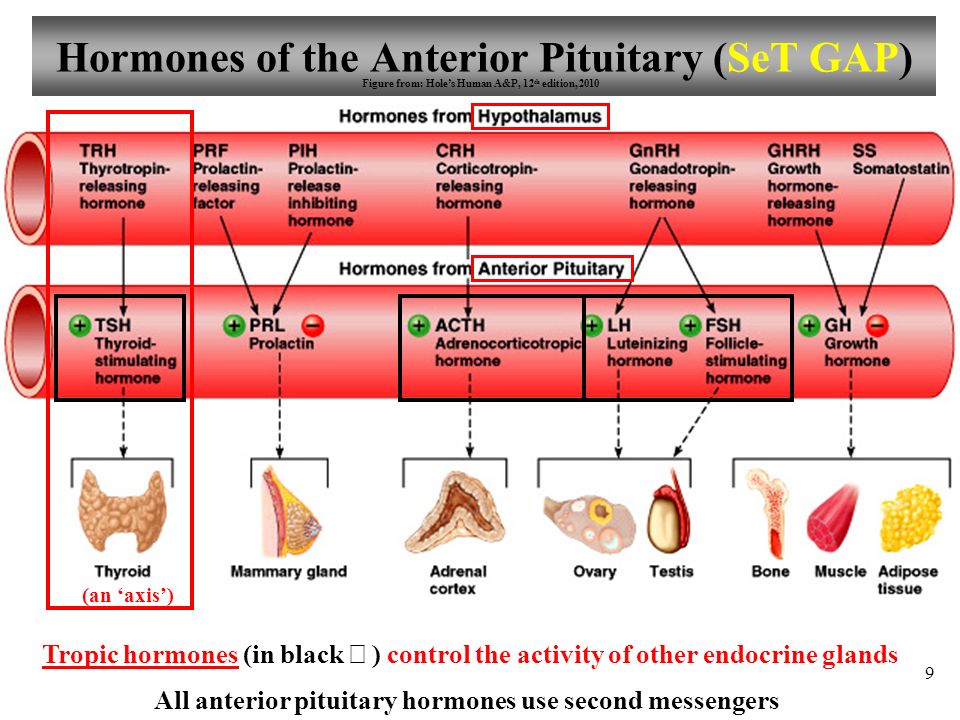 Tropic hormones (in black ? ) control the activity of other endocrine gland...