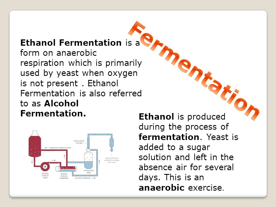 Fermentation And The Production Of Ethanol Ppt Video Online Download