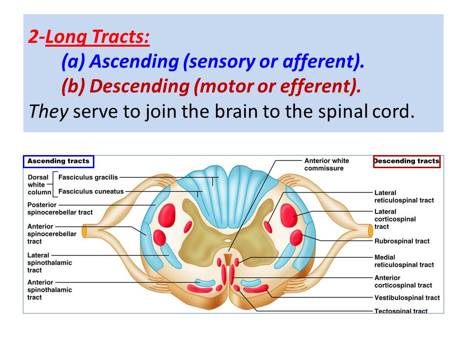 SENSORY (ASCENDING) SPINAL TRACTS - ppt video online download