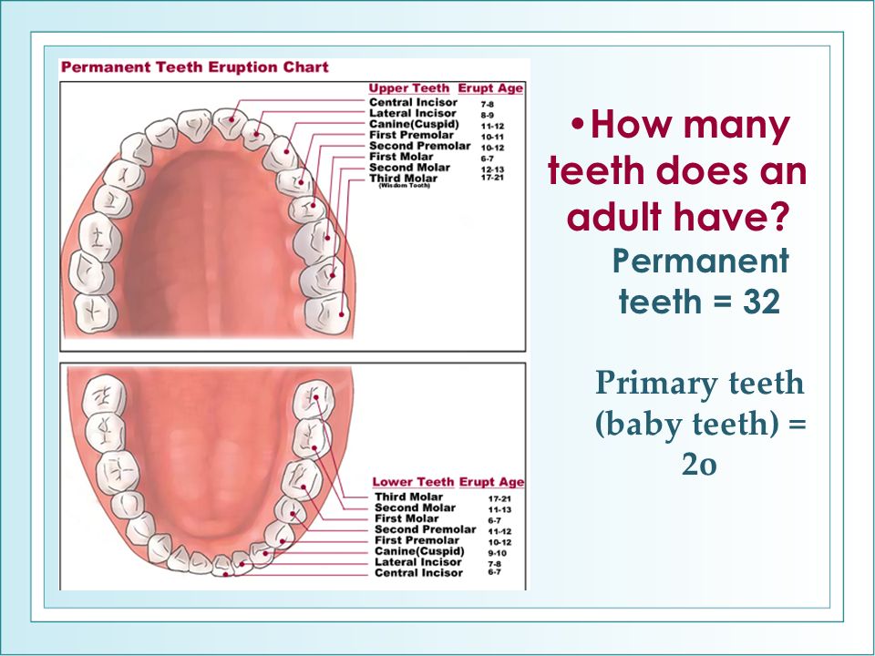 Permanent teeth = 32. 