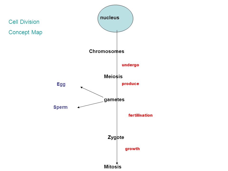 Can You Fill In The Meiosis Concept Map World Map Atlas