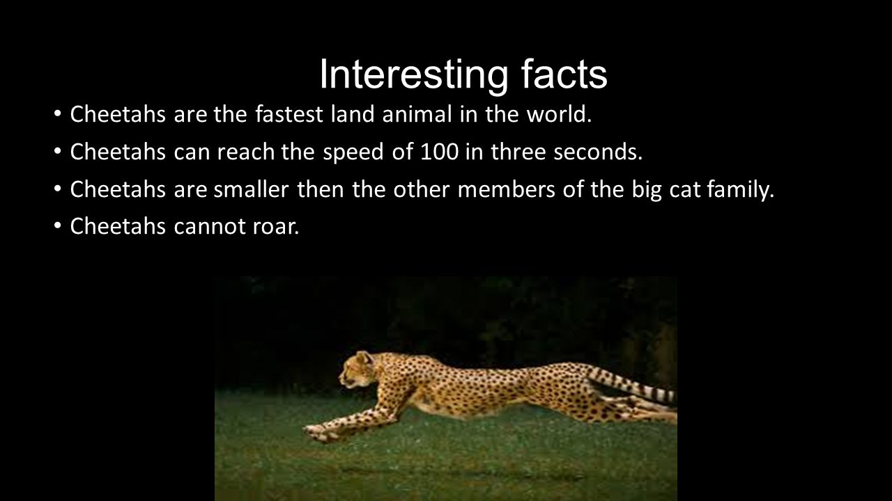 Facts about animals. Interesting facts about animals. Cheetah facts. Гепард на английском языке. Animal facts 5 класс.
