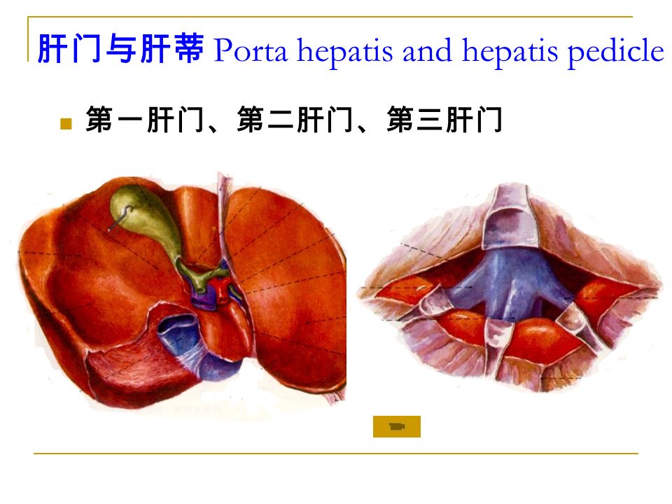 第一肝门