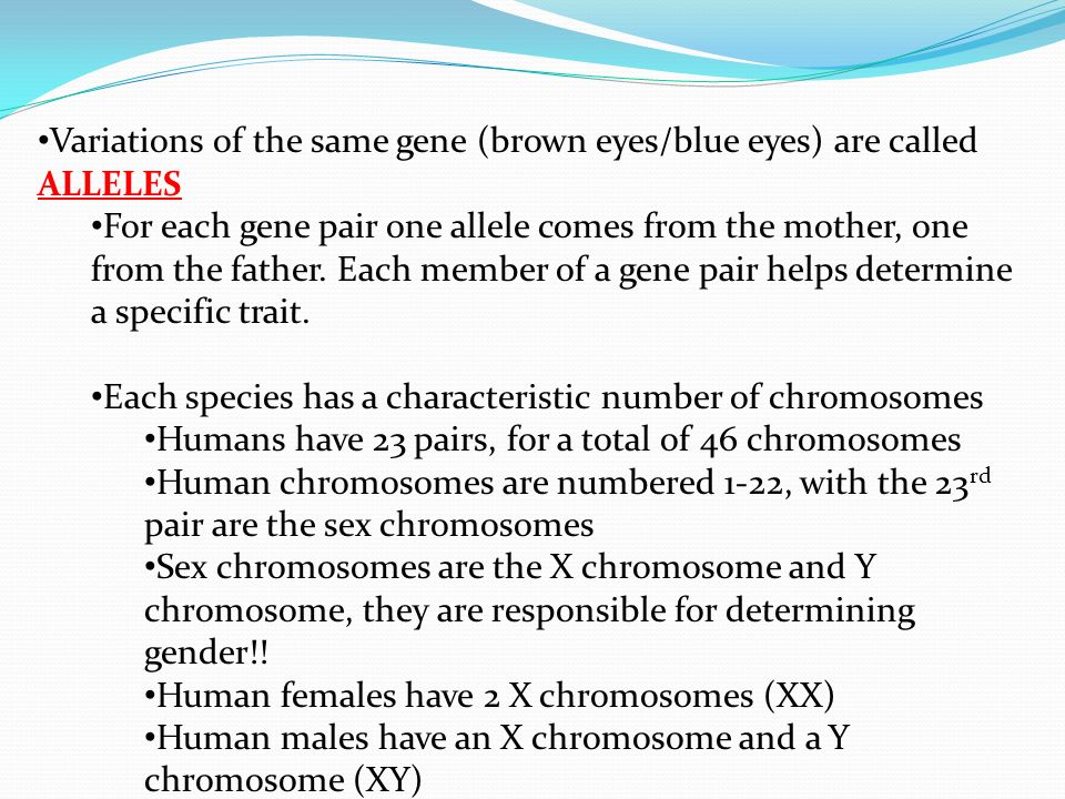 what is each member of a gene pair called