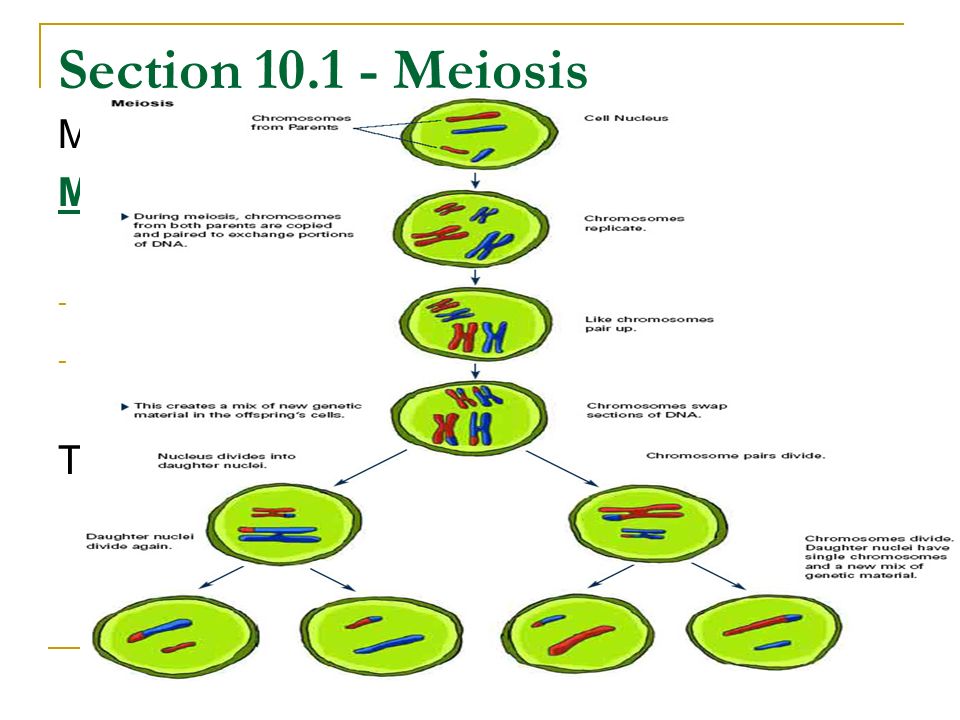 Section Meiosis Main Idea : Meiosis produces haploid gamates. 