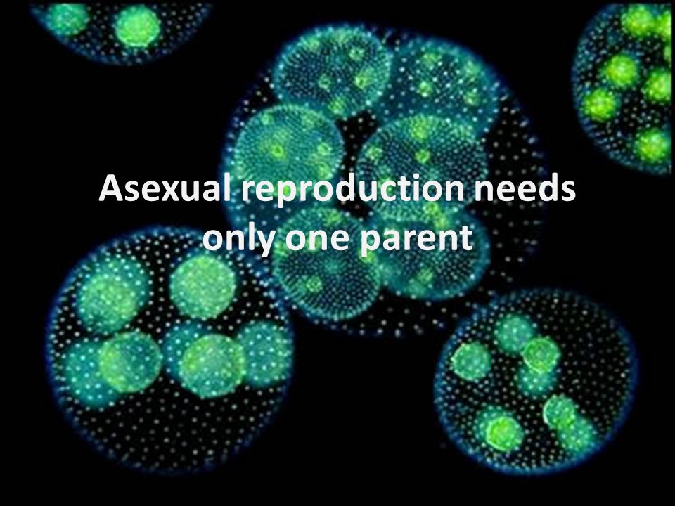 Asexual reproduction needs only one parent