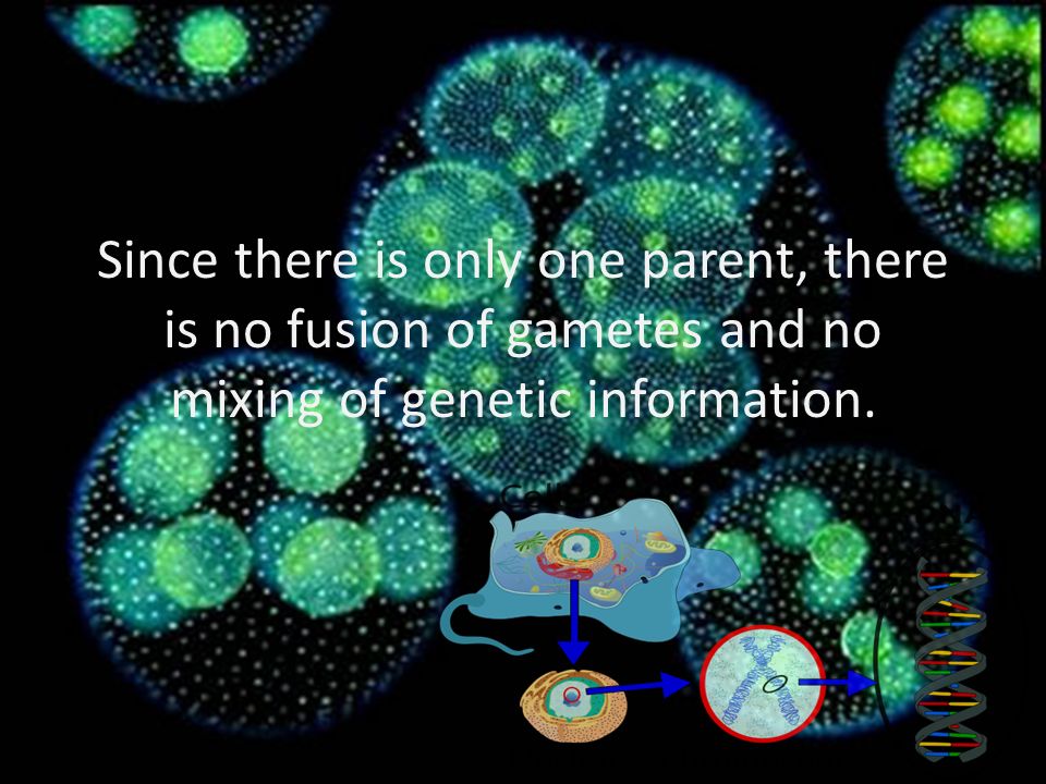 Since there is only one parent, there is no fusion of gametes and no mixing of genetic information.