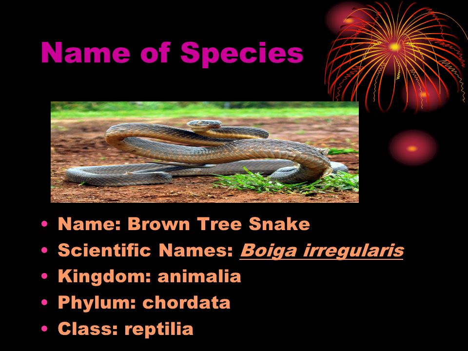 The Brown Tree Snake Janvi Patel Ppt Download