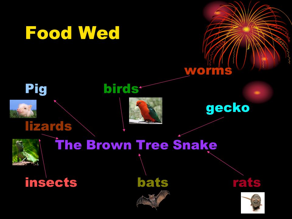 The Brown Tree Snake Janvi Patel Ppt Download