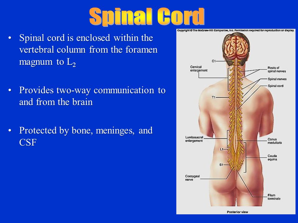 Chapter 12 & 13 Spinal Cord and Spinal Nerves - ppt video online download