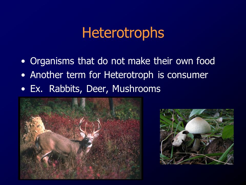 Heterotrophs Organisms that do not make their own food