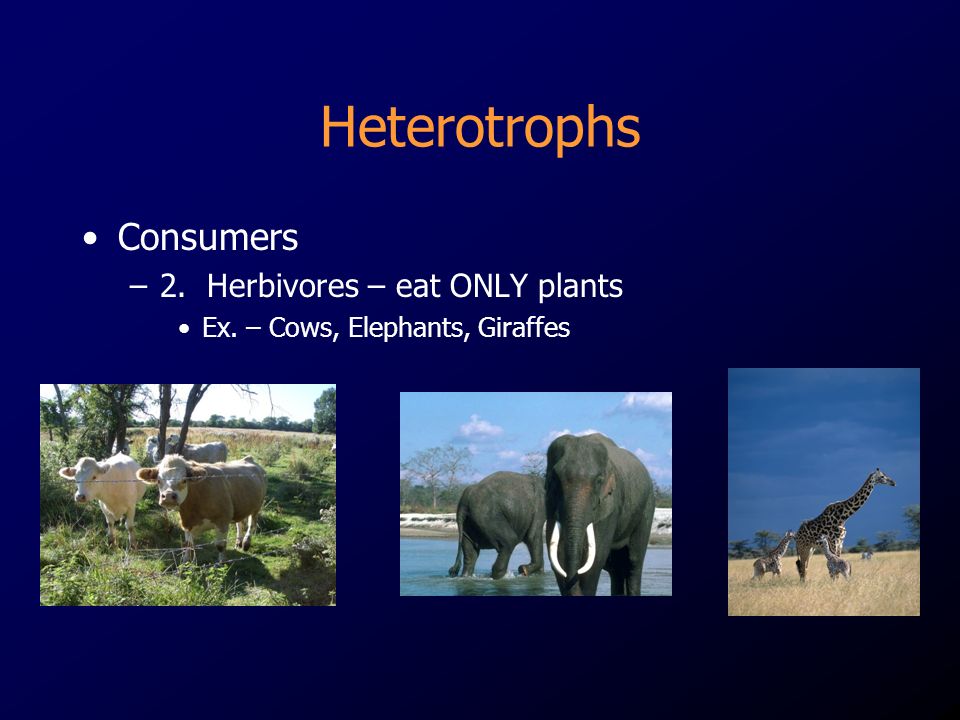 Heterotrophs Consumers 2. Herbivores – eat ONLY plants