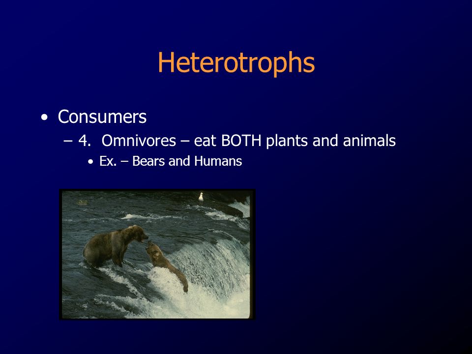 Heterotrophs Consumers 4. Omnivores – eat BOTH plants and animals