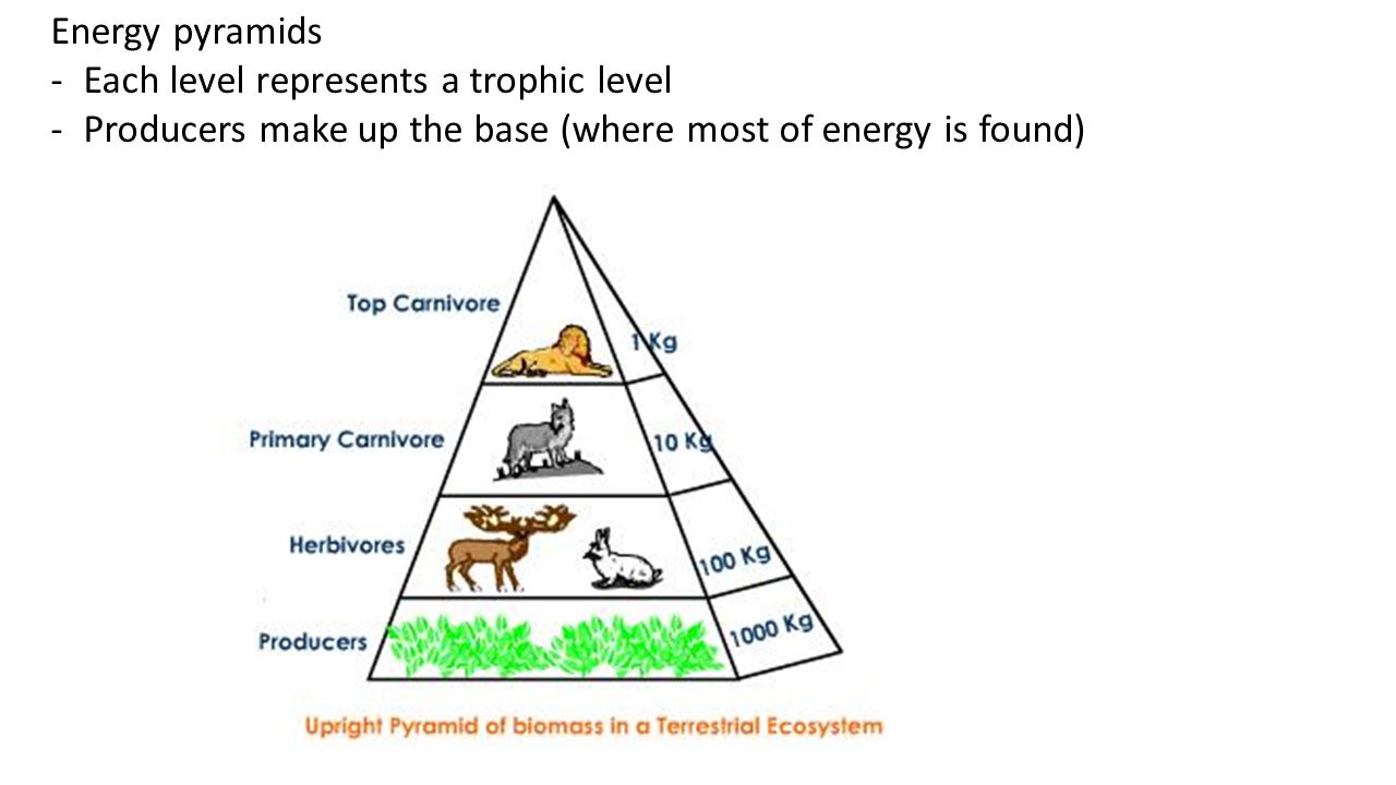 Of each level of the. Экологическая пирамида. Экологическая пирамида биомассы. Экологиялык пирамида. Экологическая пирамида пустыни.