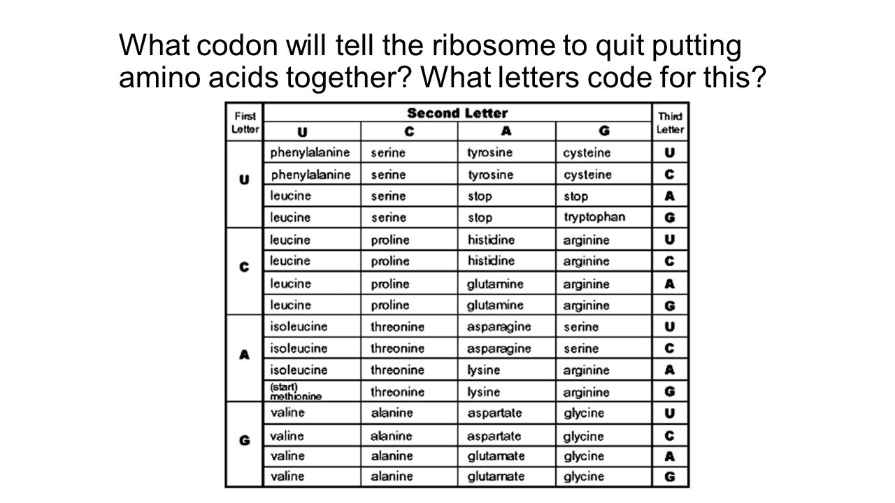 Full name code. What is a codon. Start codon alternative. Codon Table. Cccctttga codon.