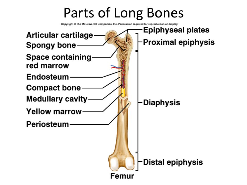 long bone parts of 7 Chapter  Structure. download Bone ppt