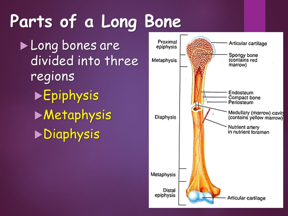 Bone Structure Ppt Video Online Download
