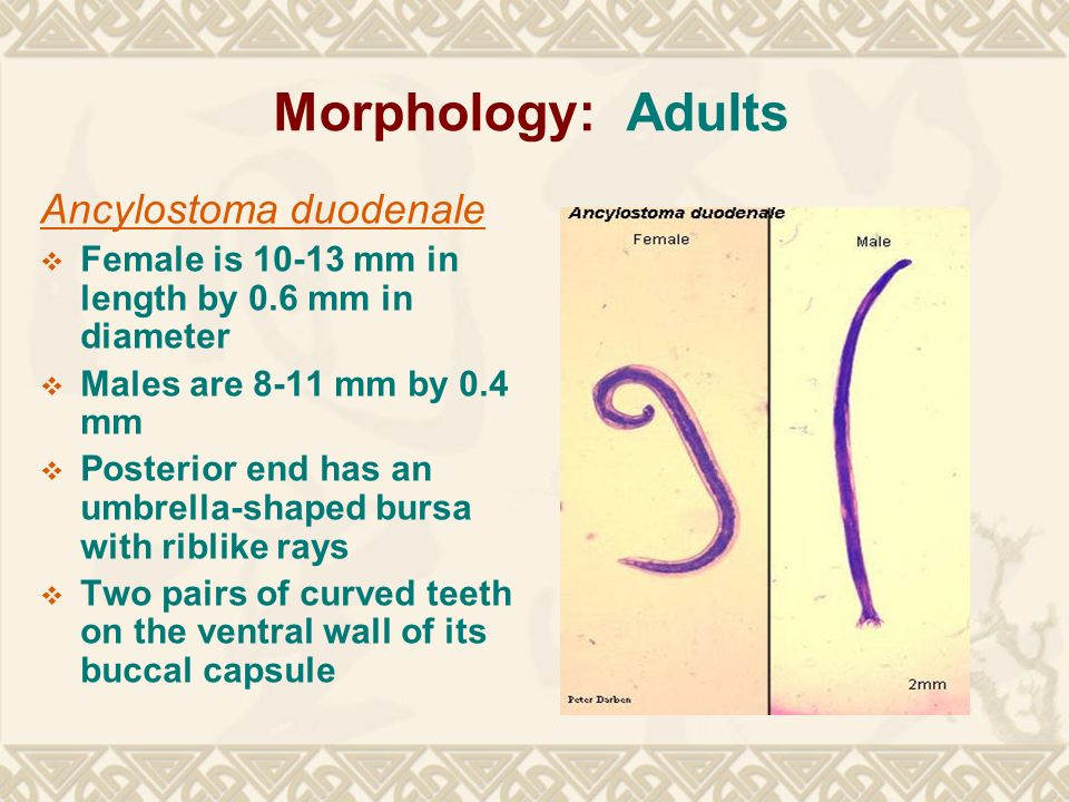 how big are hookworms in humans how big are hookworms in humans
