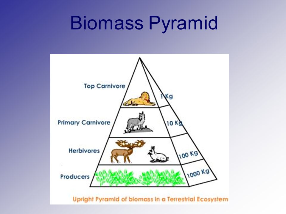 Экологические пирамиды биомасс энергии. Пирамида биомассы. Экологическая пирамида биомассы. Пирамида биомассы биология. Пирамида в биологии.