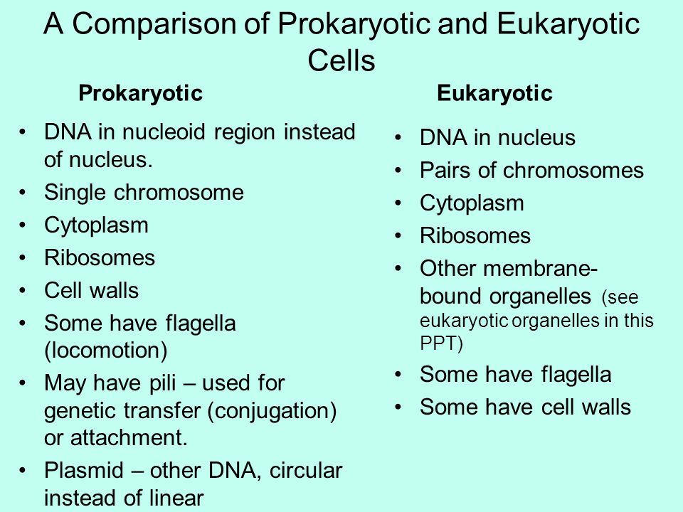 Comparative structures. Prokaryotic and eukaryotic Cells. Compare prokaryotic and eukaryotic Cells.. Prokaryotic and eukaryotic Cell structure. Prokaryotic Gene structure.