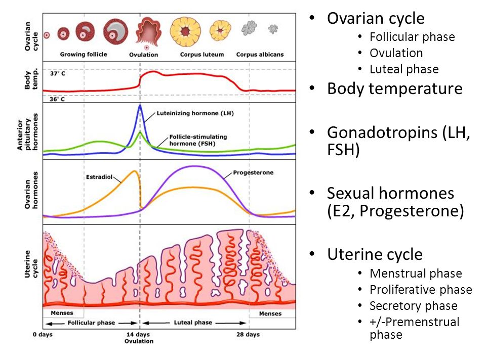 how day changes throughout temperature body LP1 YEAR ppt â€“ video Dr.  Asist.Univ. Raluca 1 Tulin