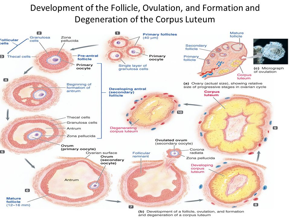 Сколько фолликулов у женщины. Цикл развития фолликула в яичнике. Стадии развития желтого тела. Схема развития овариального фолликула. Стадии развития яйцеклетки.