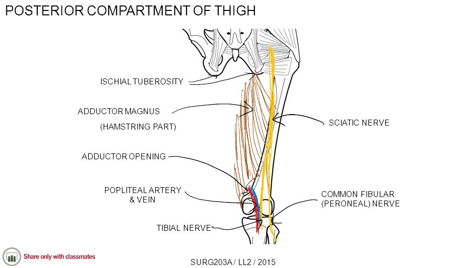 POSTERIOR COMPARTMENT OF THIGH