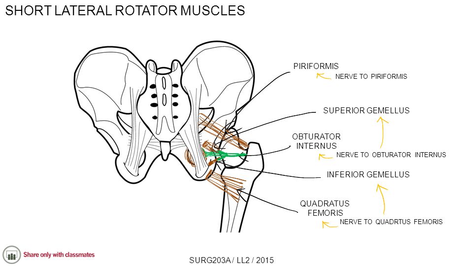 SHORT LATERAL ROTATOR MUSCLES