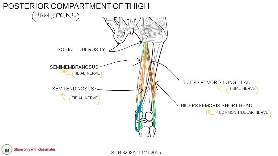 POSTERIOR COMPARTMENT OF THIGH