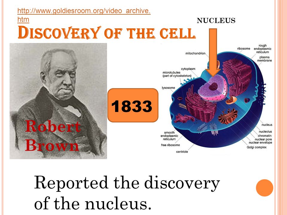 Development of the Cell Theory - ppt video online download