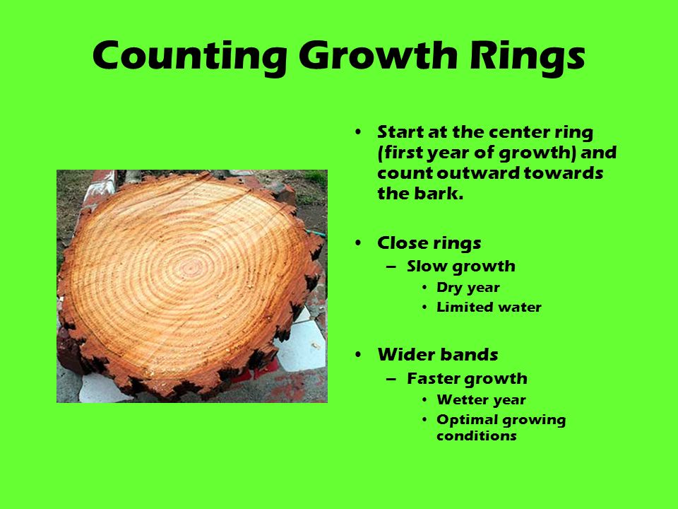 Tree Ringer:Tree Ring Counting APK for Android Download