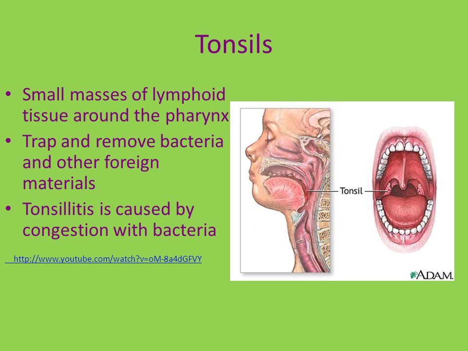 which lymphoid tissues trap and remove bacteria entering the throat