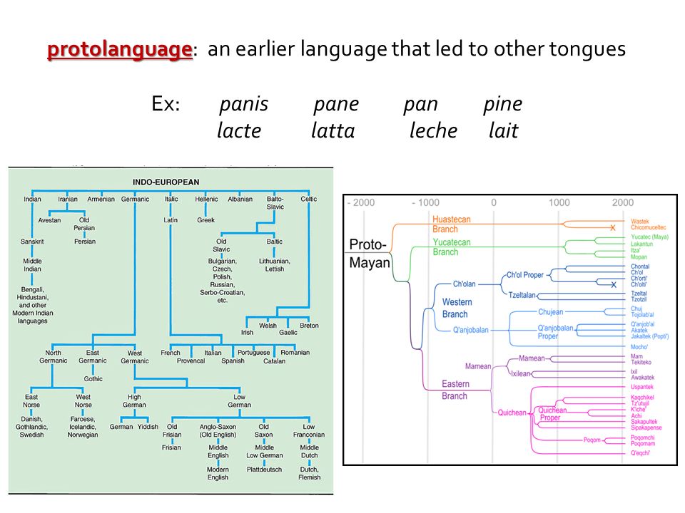 protolanguage: an earlier language that led to other tongues